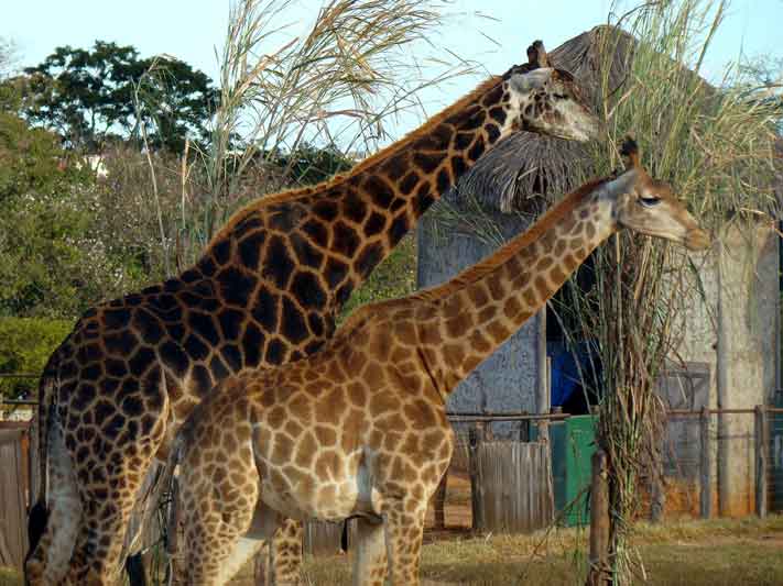 girafas O que fazer em Brasília com crianças pequenas durante o mês de Julho